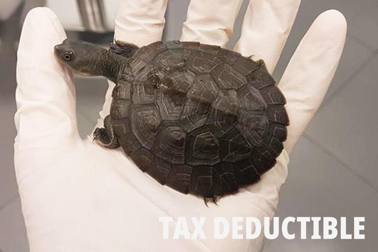 **BUY NOW! Turtle Fractured Shell Repair** | Powered by Givergy